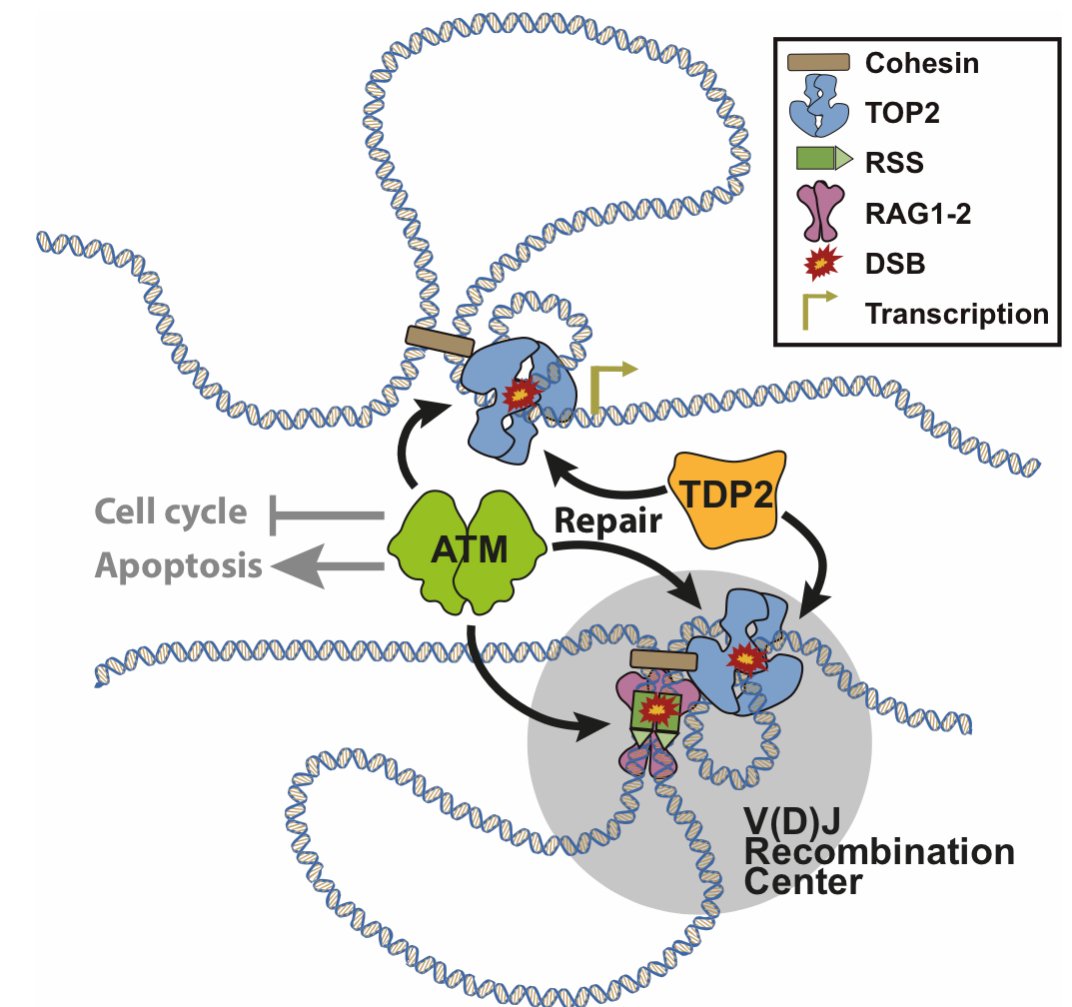 Aefat Proyecto investigación ataxia telangiectasia cáncer